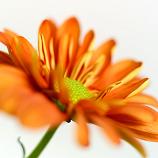 290347sdcsmp 000 Picture Gallery